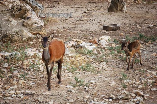 Cervo sardo 