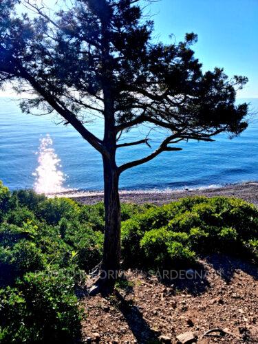 Ginepro sulla spiaggia di Coccorrocci, Marina di Gairo. Ogliastra