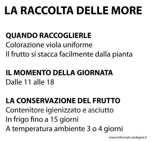 Raccolta delle more selvatiche in Sardegna