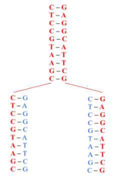 Replicazione semiconservativa del DNA. Grafica: Amicobromo