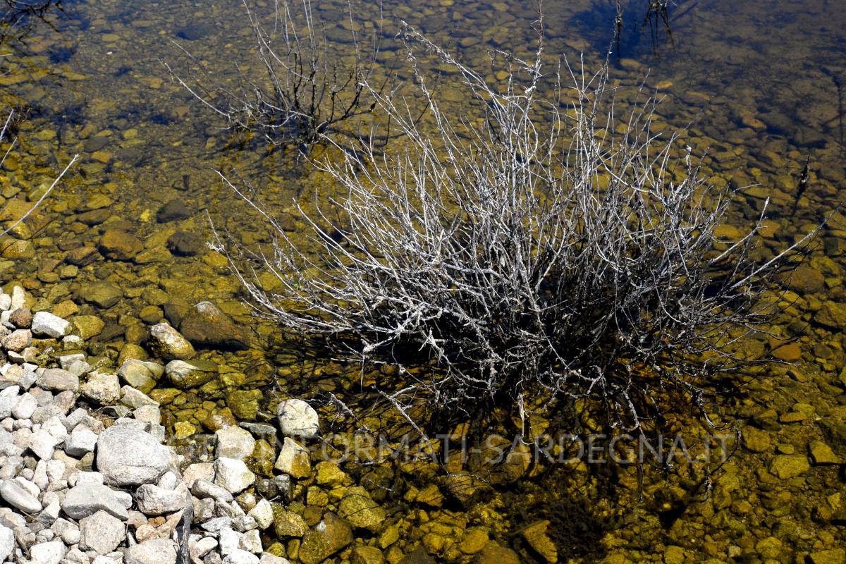 Acque trasparenti del bacino, Pattada