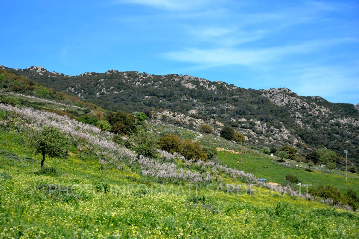 Monte Lerno, Pattada