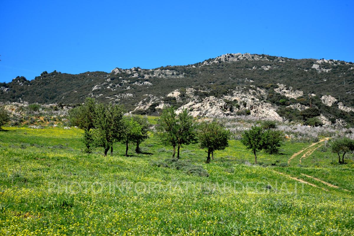 Monte Lerno, Pattada