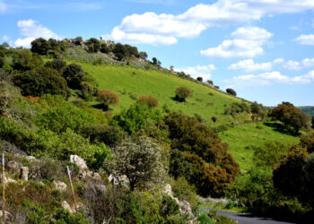 Monte Lerno, Pattada