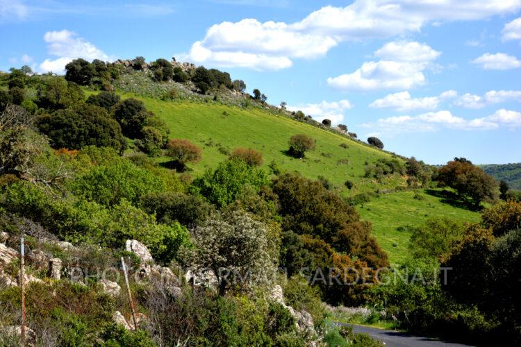 Monte Lerno, Pattada