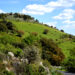 Monte Lerno, Pattada