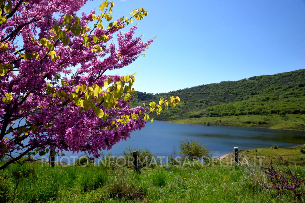 Paesaggio attorno al bacino. Pattada