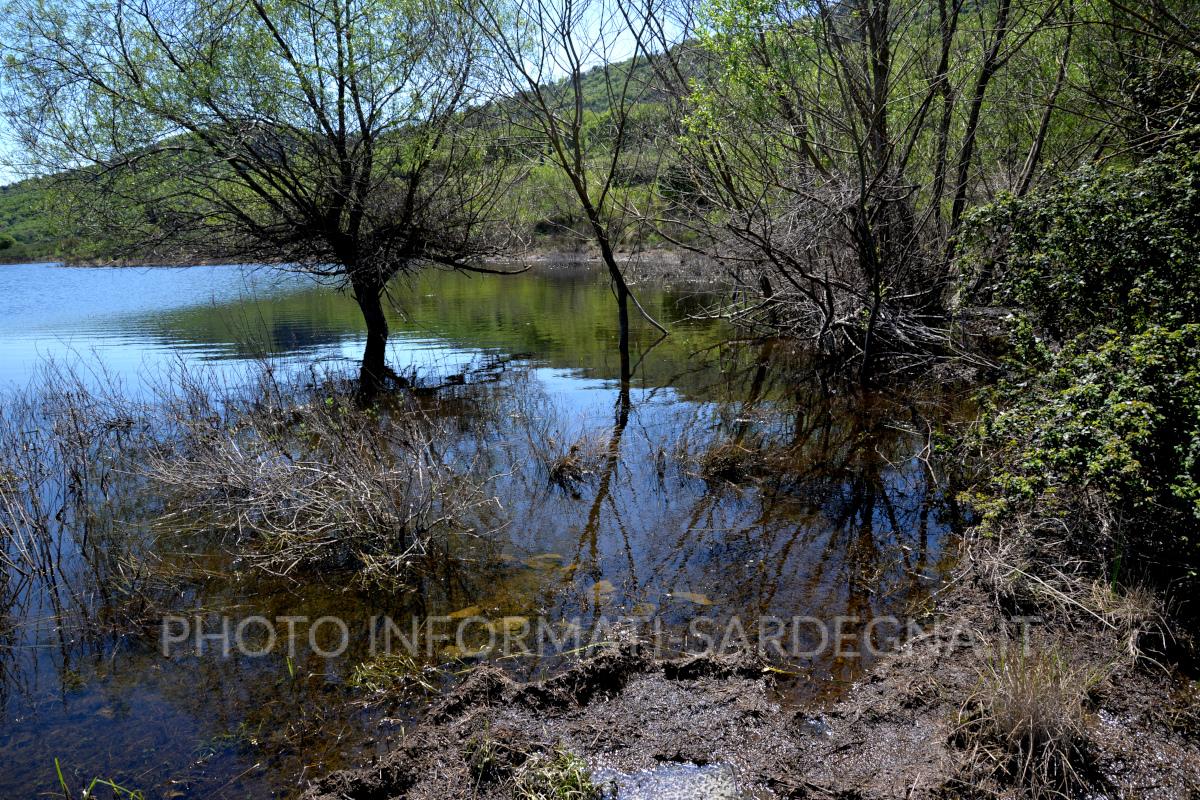 Vegetazione lacustre e macchia mediterranea. Pattada