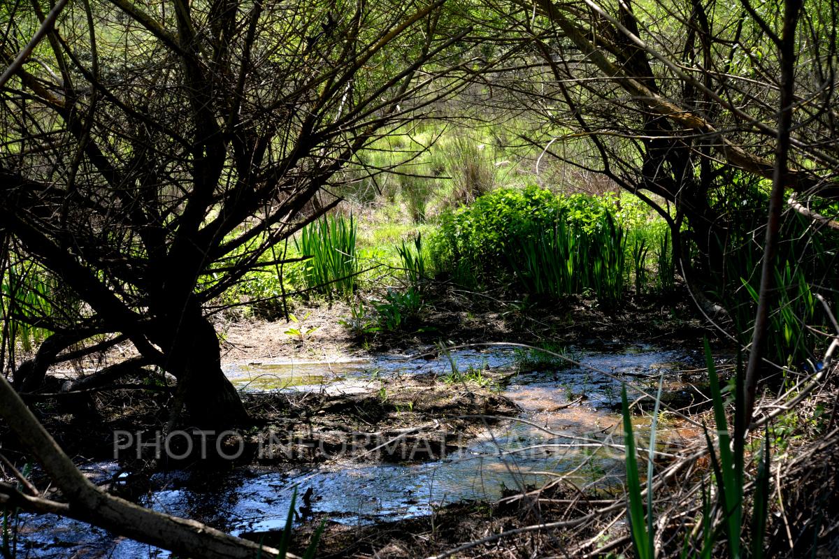 Vegetazione lacustre e macchia mediterranea. Pattada