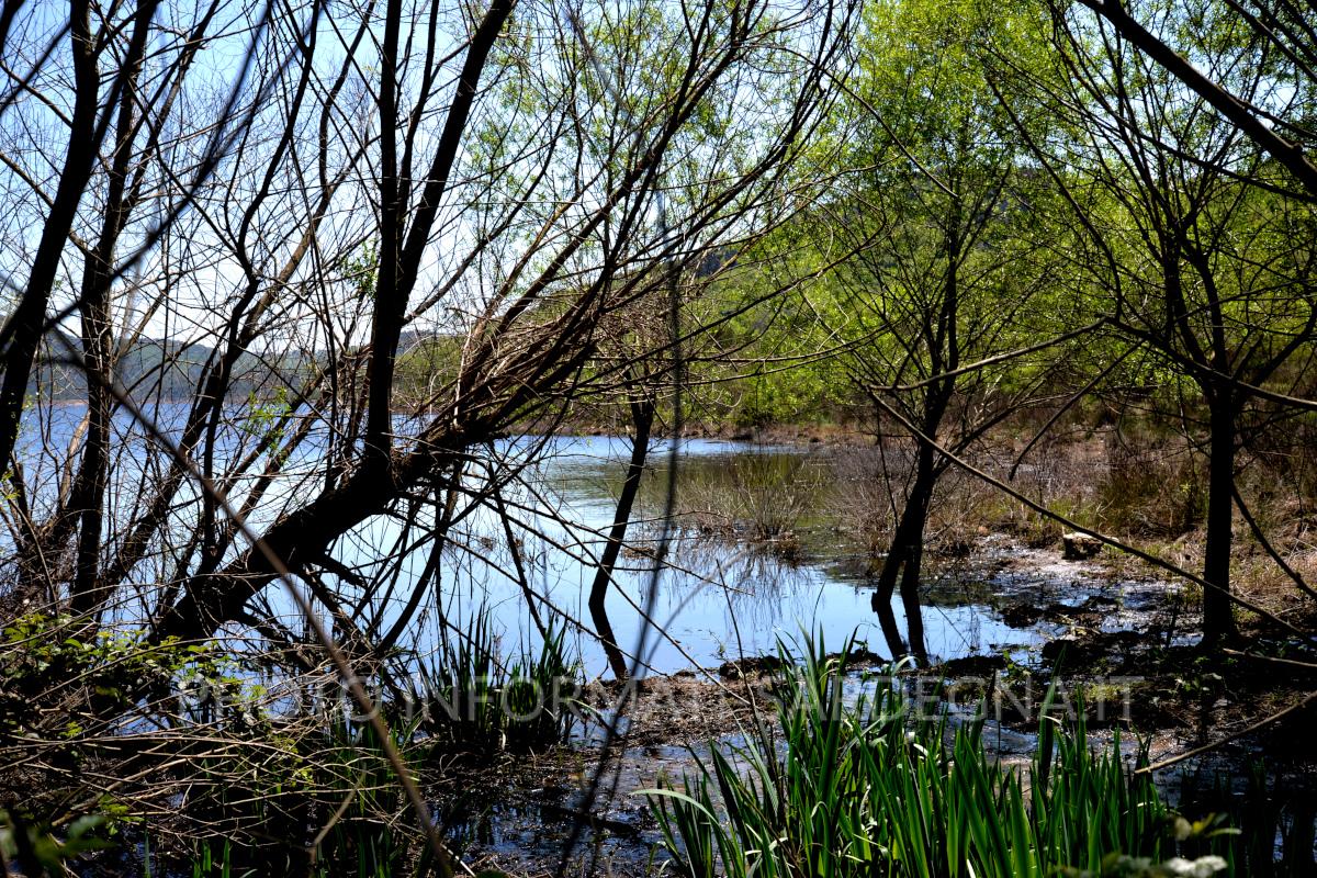 Vegetazione lacustre e macchia mediterranea. Pattada