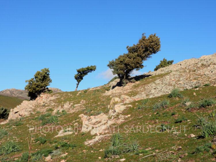 Rosa Maria Dore, la fotografia naturalistica tra Gennargentu e Ogliastra: Arzana