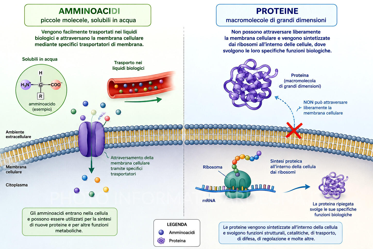 Solubilità aminoacidi