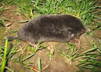 La materia organica del suolo