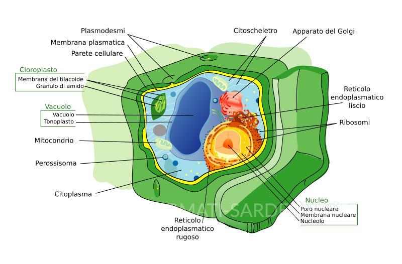 Una cellula vegetale. Grafica Mariana Ruiz