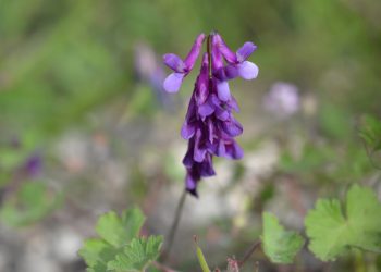 Fiori spontanei della Sardegna: guida illustrata alle specie più belle