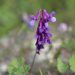 Fiori spontanei della Sardegna: guida illustrata alle specie più belle