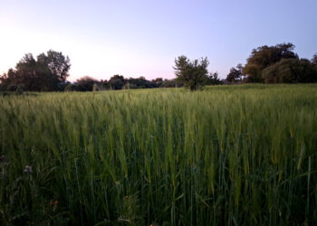 terreno agricolo in Sardegna