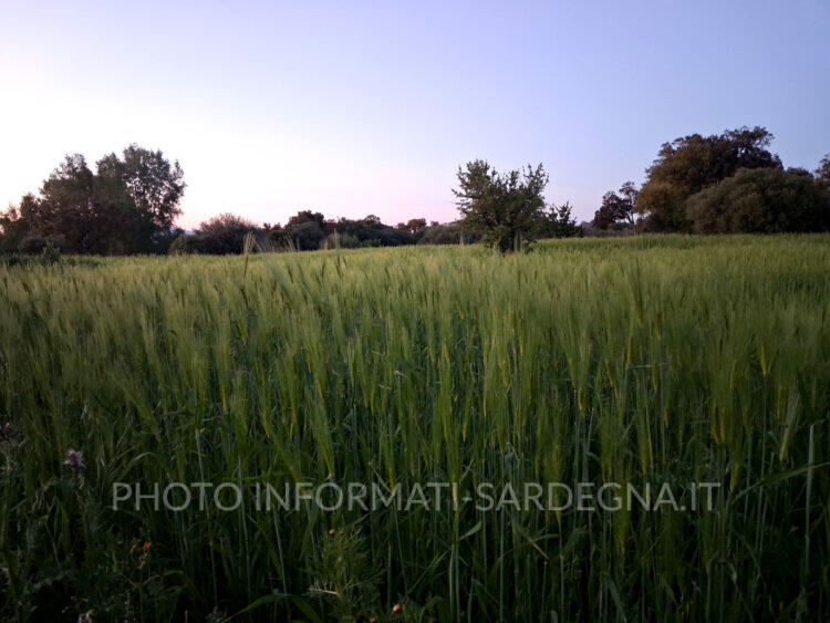 terreno agricolo in Sardegna