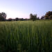 terreno agricolo in Sardegna