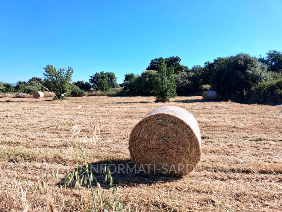 Maggio nelle campagne agricole della Sardegna