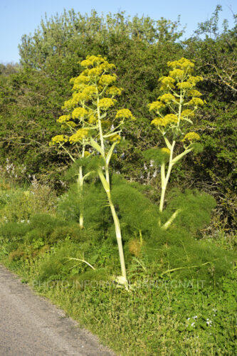 Ferula arrigonii