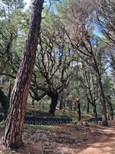 Pineta e macchia mediterranea