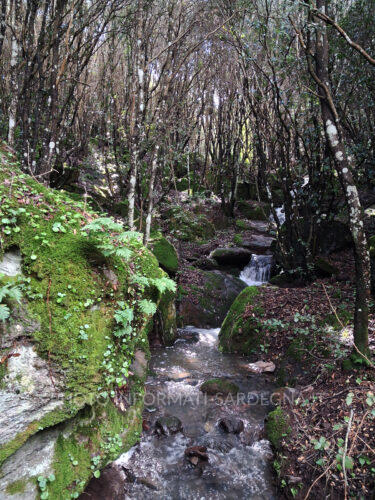 Sorgente di Acqua Frida e di Fustiolau