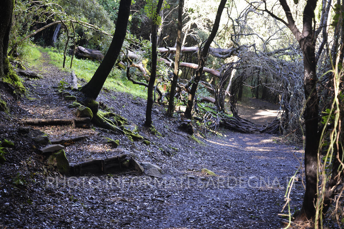 Alberi e sottobosco a Pau