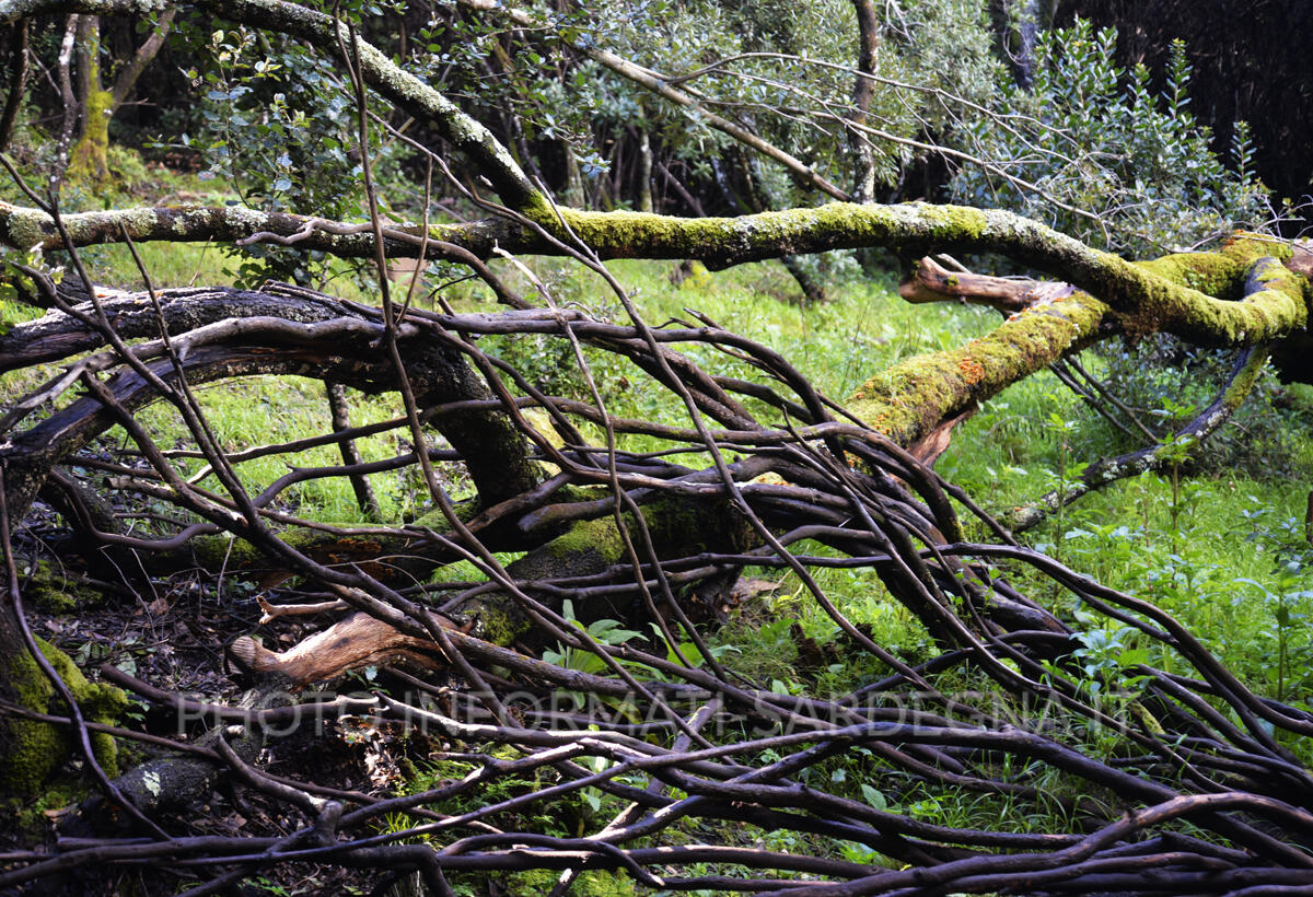 Alberi e sottobosco a Pau