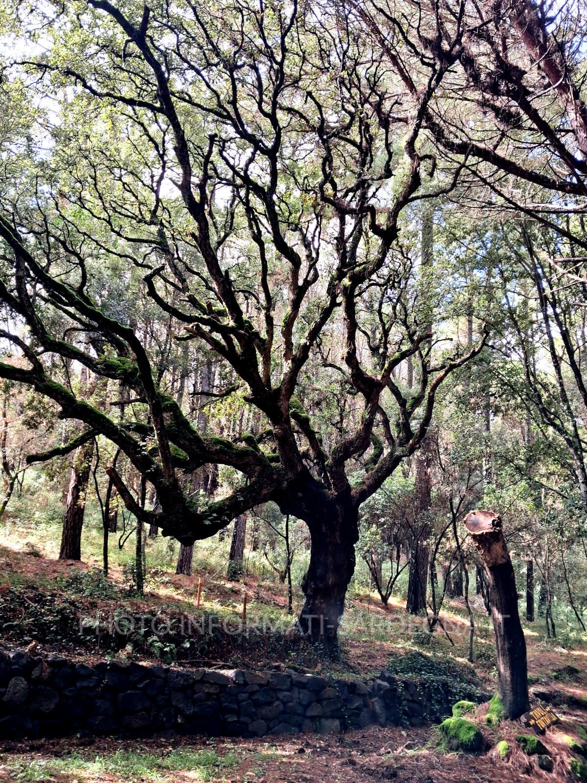 Il Bosco da Fiaba di Pau