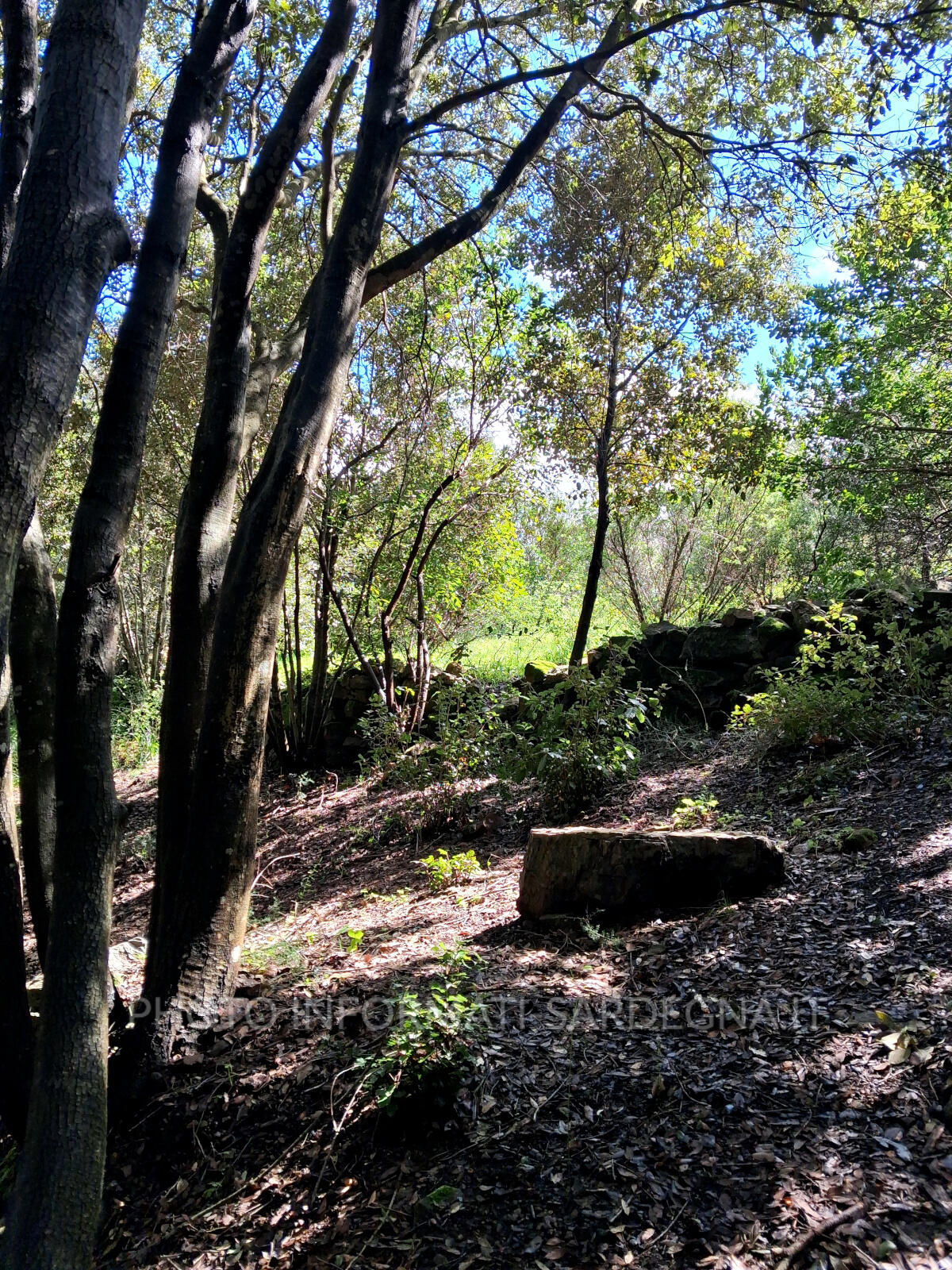 Il Bosco da Fiaba di Pau