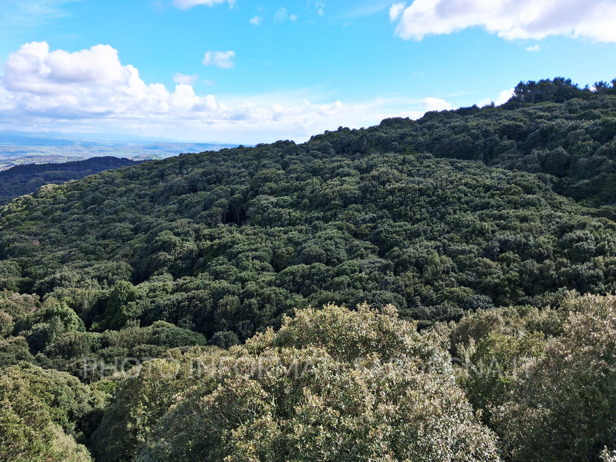Il Bosco da Fiaba di Pau