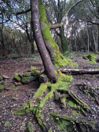 Monte Arci, Pau
