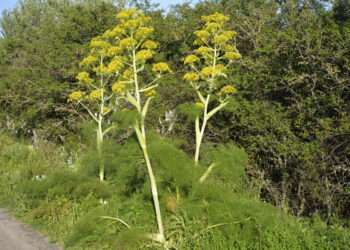 Ferula arrigonii