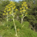 Ferula arrigonii