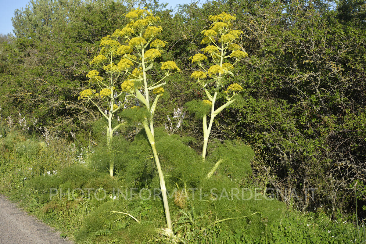 Ferula arrigonii